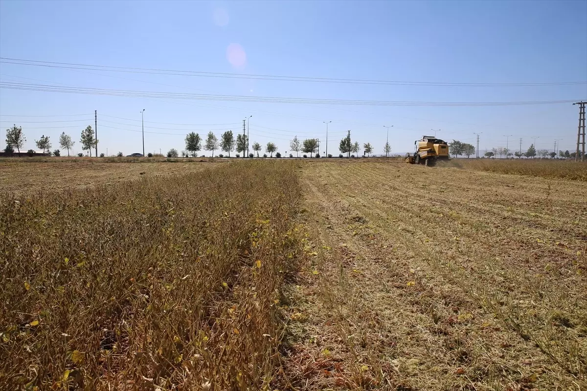 Diyarbakır’da Soya Üretimi Üç Kat Artış Gösterdi