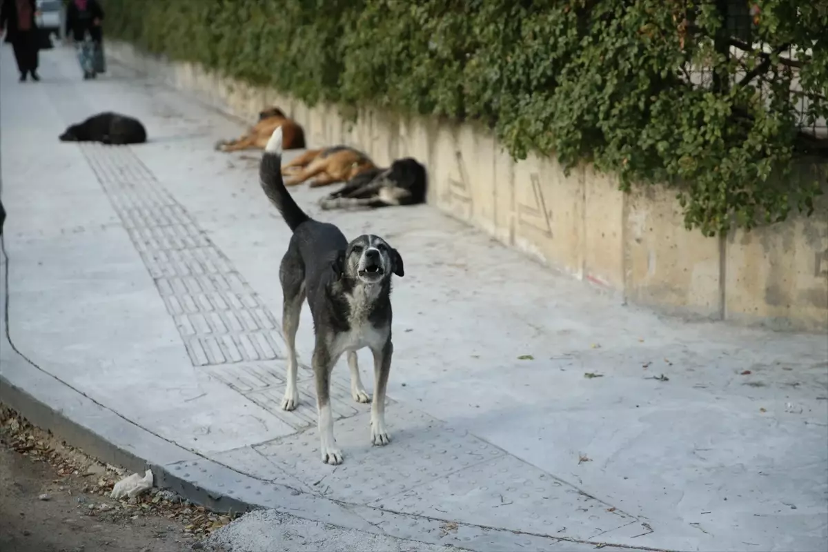 Sahipsiz Köpek Saldırısı: 70 Yaşında Adam Yaralandı